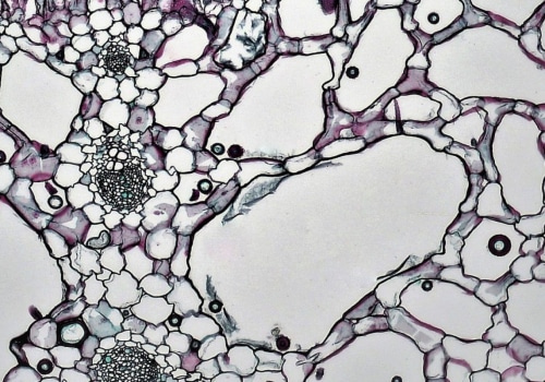 What is Air Chamber Botany and How Does it Work?